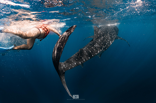 Whale Shark Adventure - Mexico